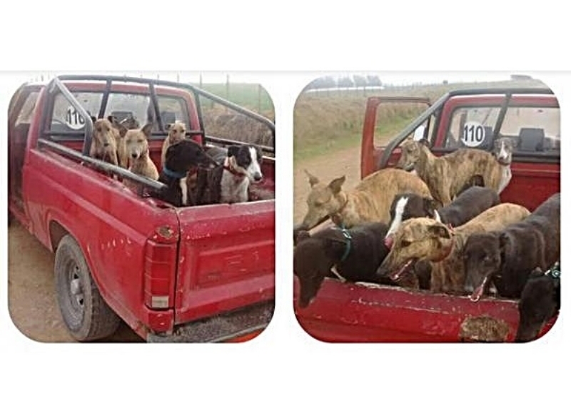 Cuatro cazadores furtivos de Tres Arroyos fueron detenidos con galgos en Necochea
