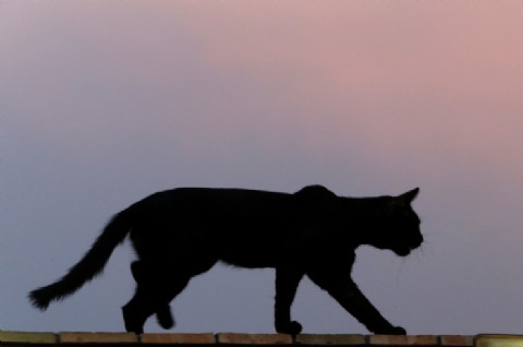 "Usted ha sido visitado por el gato": un felino dejó sin electricidad a más la mitad de la localidad