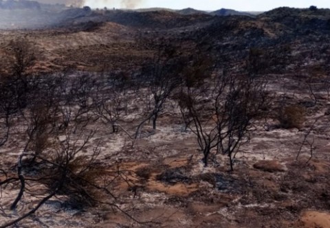 Combaten un incendio rural en cercanías de Monte Hermoso
