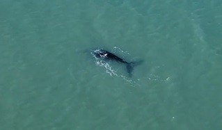 Una visita inesperada: aparecieron ballenas en Monte Hermoso