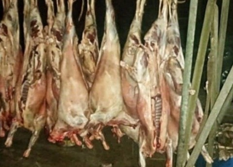 Robaron y faenaron 18 corderos en Pringles: fueron condenados