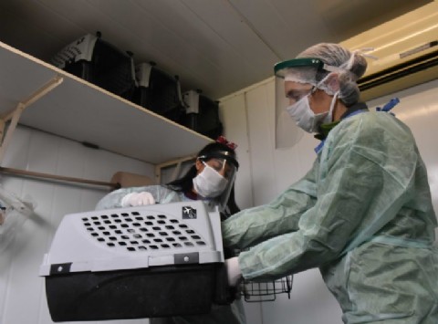 Servicios veterinarios y vacunación para mascotas en la ciudad