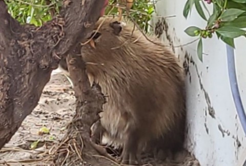 ¿Se viene una nueva "conquista"? Apareció un carpincho en la ciudad y preocupa que ocurra algo similar a Nordelta