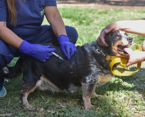 Semana clave para la atención veterinaria gratuita en los barrios