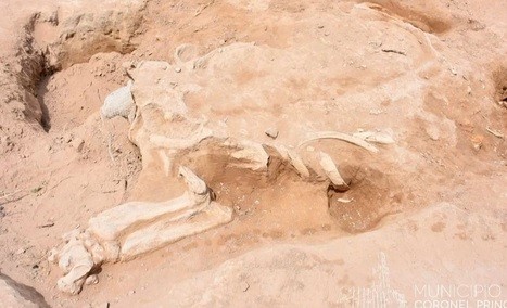 Sorpresa por el estado de conservación del fósil encontrado en 2020 en cercanías a la ciudad