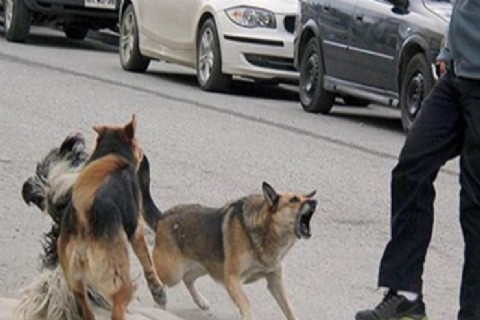 En Monte, "perro que muerde no muerde, y si muerde, que pague el dueño" dice el Municipio