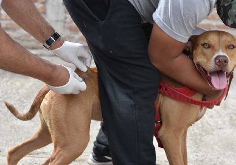 Cronograma de vacunación antirrábica en la ciudad