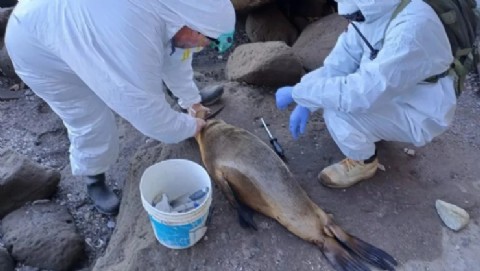 Gripe aviar: aparecen lobos marinos muertos en Monte Hermoso