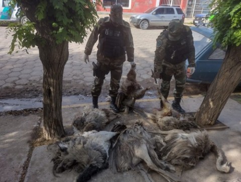 Arrestados por cazar ñandúes en la zona rural de Origone