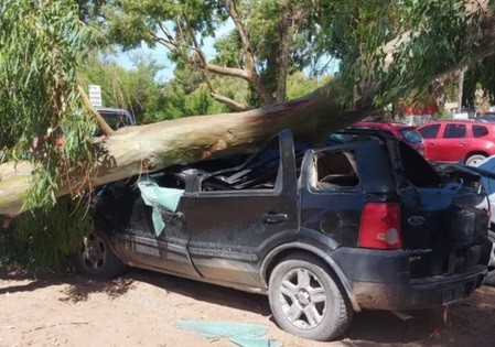 Pehuen Co: quiso resguardar su auto del sol y terminó aplastado por la rama de un eucalipto