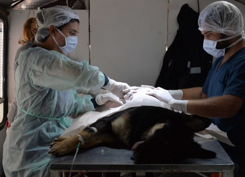 El Municipio expande la protección para mascotas: nuevas castraciones y más vacunación gratuita