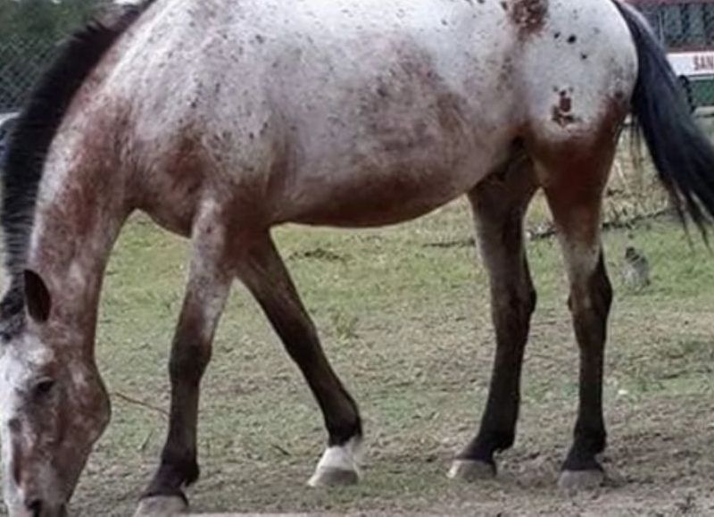 ¡Devuelvan a Chiche! Pide ayuda para recuperar un caballo rescatado que le robaron