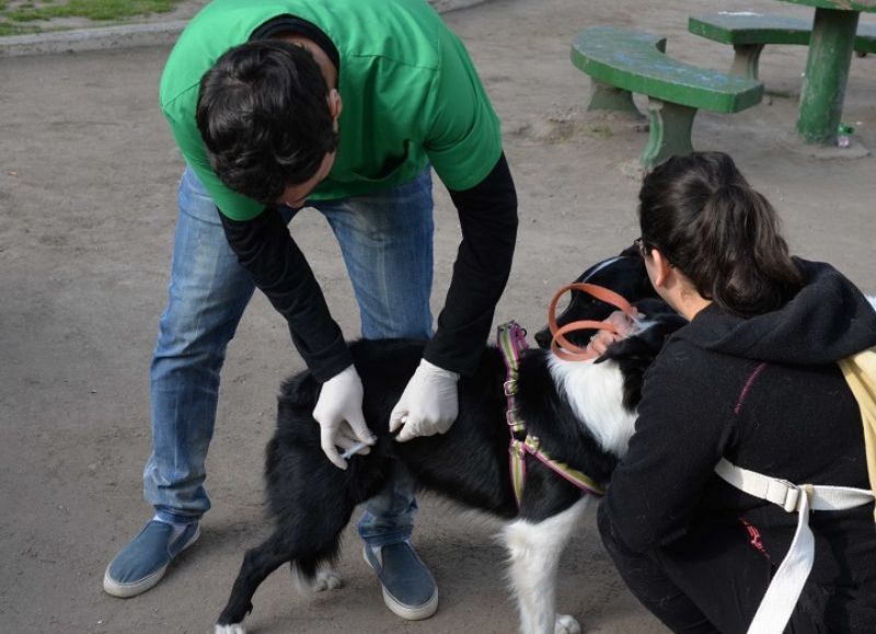 Vacunación antirrábica y castración de perros y gatos