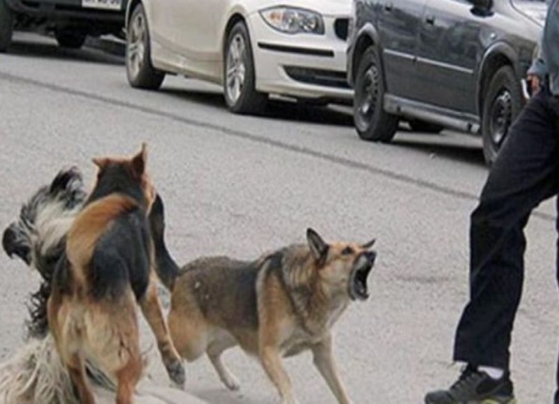 En Monte, "perro que muerde no muerde, y si muerde, que pague el dueño" dice el Municipio
