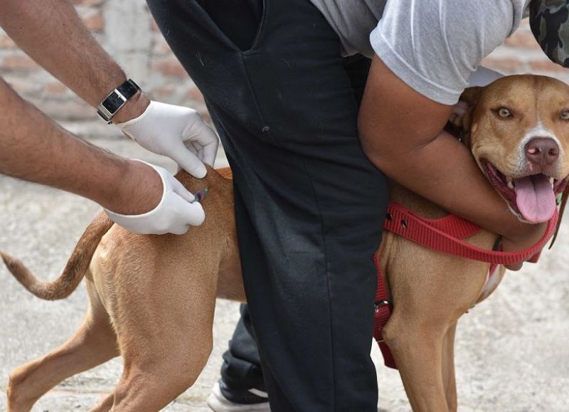 Cronograma de vacunación antirrábica en la ciudad