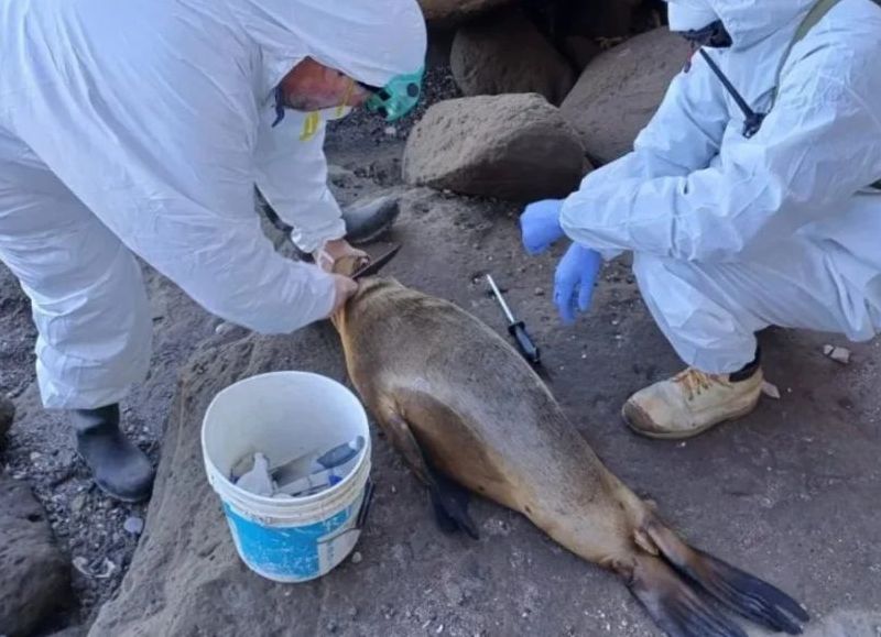 Gripe aviar: aparecen lobos marinos muertos en Monte Hermoso