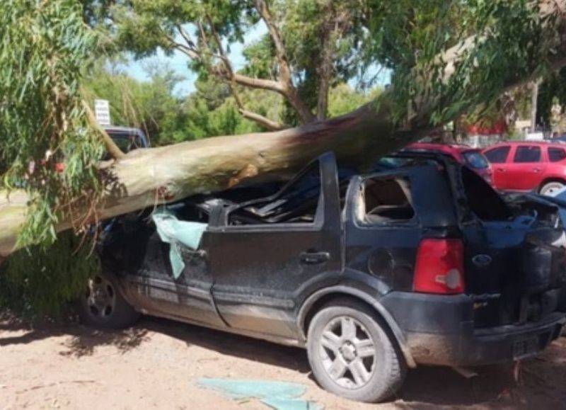 Pehuen Co: quiso resguardar su auto del sol y terminó aplastado por la rama de un eucalipto