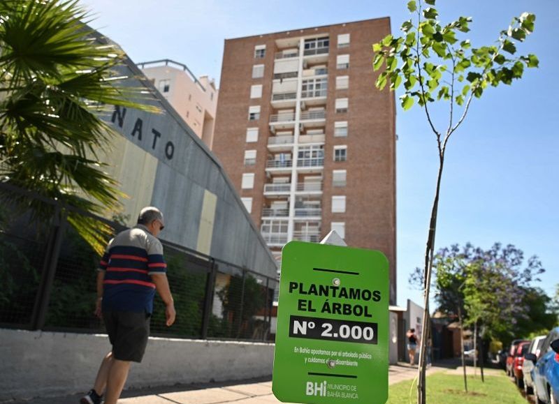 Se superaron las 2 mil plantaciones del Plan Regulador de Arbolado Urbano